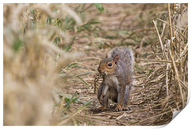 Squirrel: Wheat? What wheat Print by Wendy Cooper