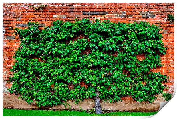 Espalier Apple Tree Print by Paula J James