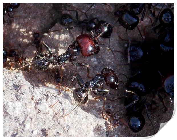 Large Black Ants Print by Les Morris