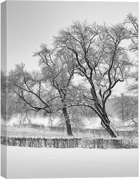 winter trees Canvas Print by Jo Beerens