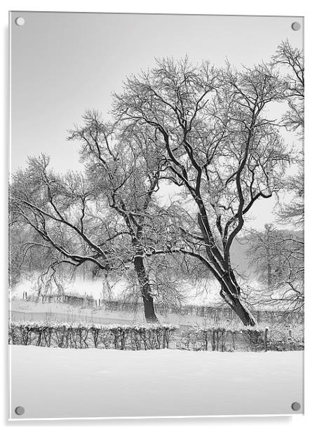 winter trees Acrylic by Jo Beerens