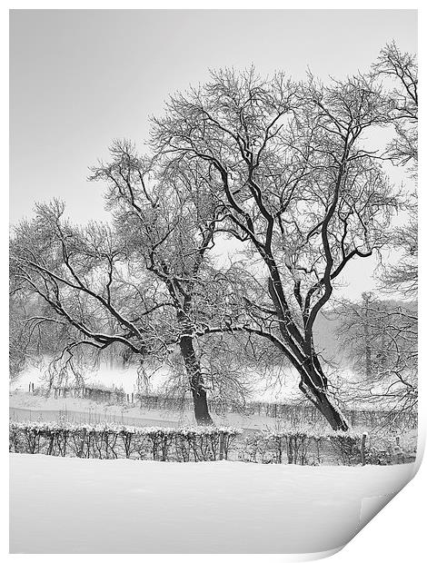 winter trees Print by Jo Beerens