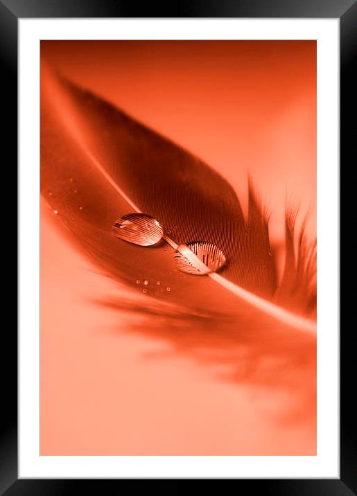 Red Feather Framed Mounted Print by Brian  Raggatt
