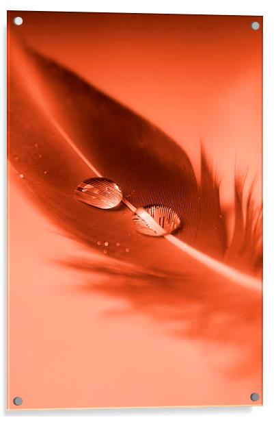 Red Feather Acrylic by Brian  Raggatt