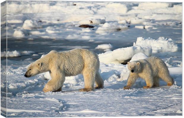 Polar Bears Walking on the Tundra Canvas Print by Carole-Anne Fooks
