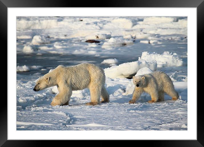 Polar Bears Walking on the Tundra Framed Mounted Print by Carole-Anne Fooks