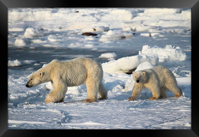 Polar Bears Walking on the Tundra Framed Print by Carole-Anne Fooks