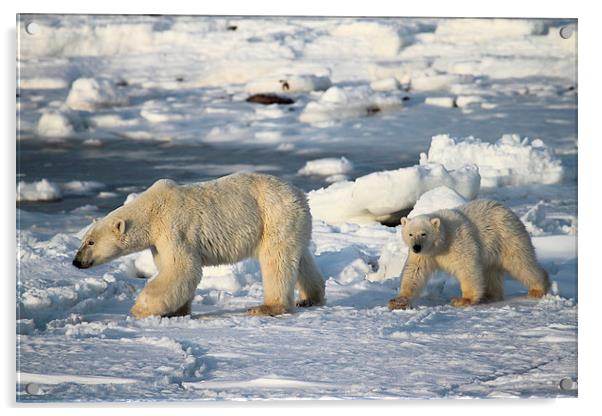 Polar Bears Walking on the Tundra Acrylic by Carole-Anne Fooks