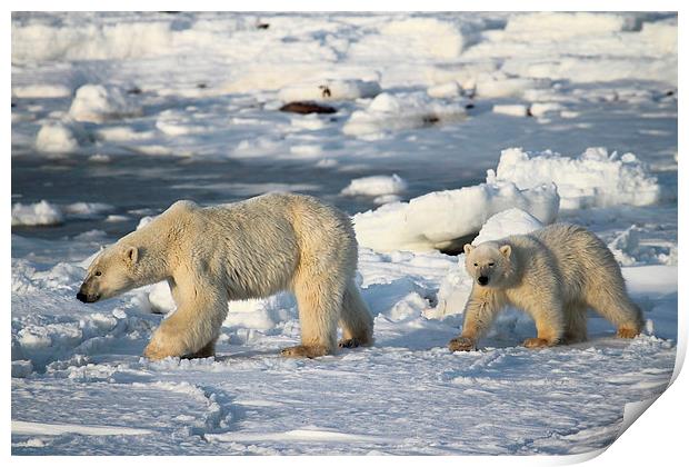 Polar Bears Walking on the Tundra Print by Carole-Anne Fooks