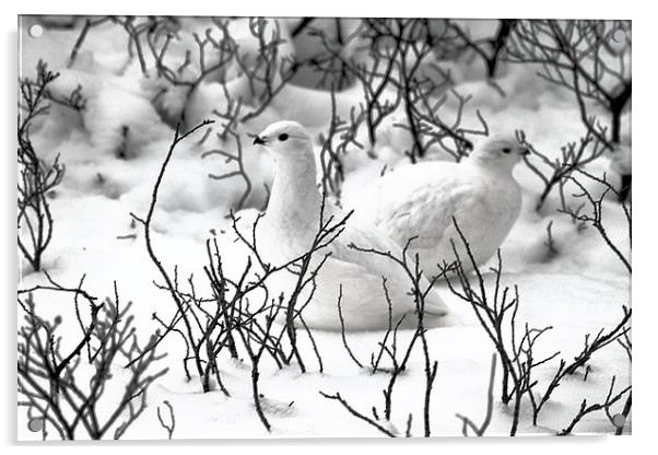 Ptarmigans in the Arctic Willow Canada Acrylic by Carole-Anne Fooks