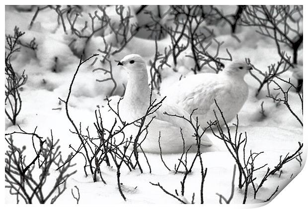 Ptarmigans in the Arctic Willow Canada Print by Carole-Anne Fooks