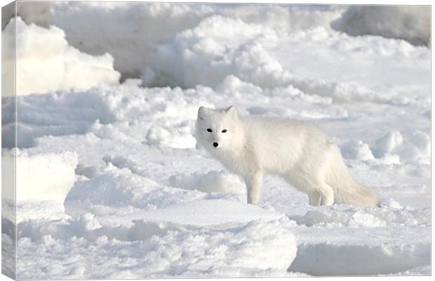 White on White. Arctic Fox Canada Canvas Print by Carole-Anne Fooks