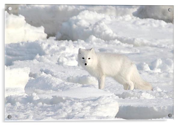 White on White. Arctic Fox Canada Acrylic by Carole-Anne Fooks