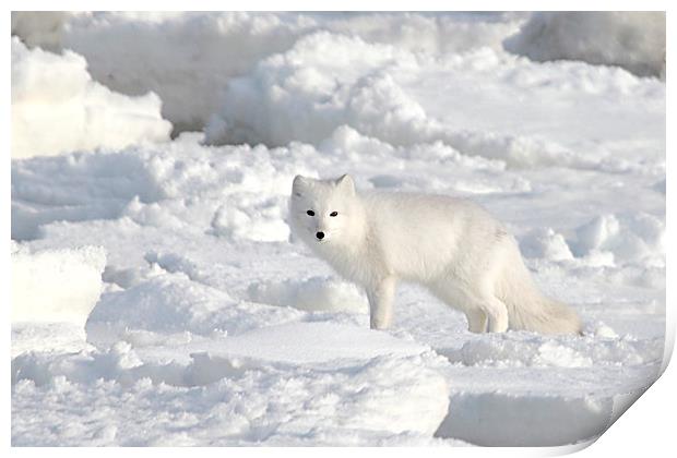 White on White. Arctic Fox Canada Print by Carole-Anne Fooks