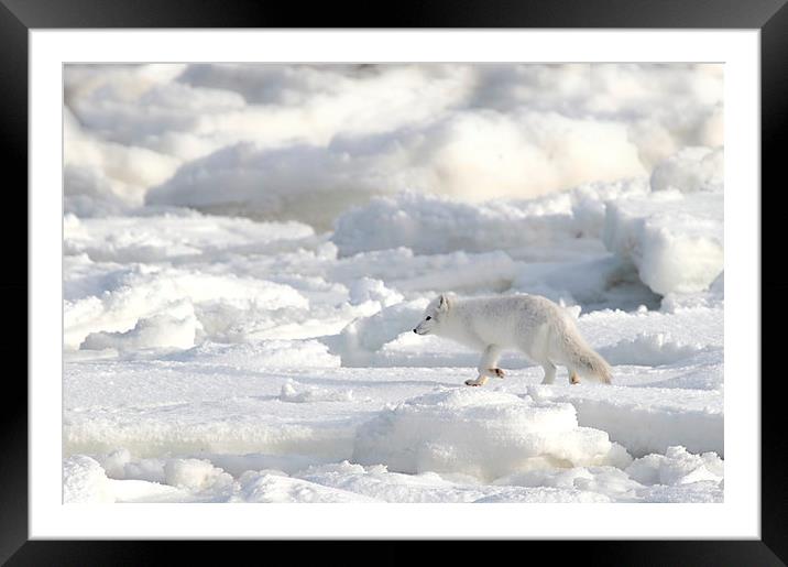 White on White. Arctic Fox Canada Framed Mounted Print by Carole-Anne Fooks
