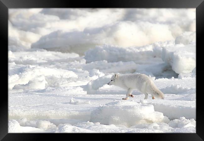 White on White. Arctic Fox Canada Framed Print by Carole-Anne Fooks