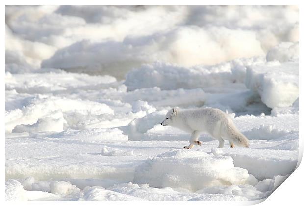 White on White. Arctic Fox Canada Print by Carole-Anne Fooks