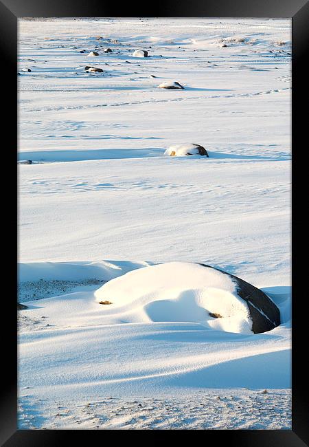 Early Morning on the Tundra Canada Framed Print by Carole-Anne Fooks
