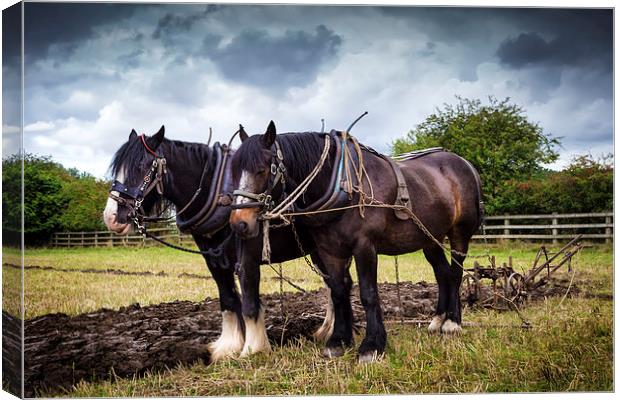 Horses and Plough Canvas Print by Kevin Tate