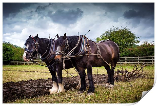 Horses and Plough Print by Kevin Tate