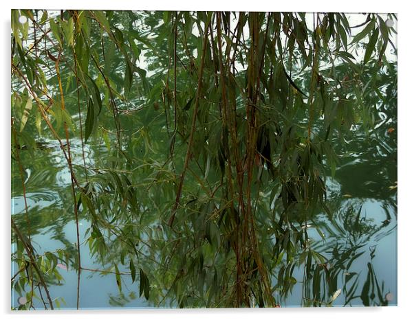 2191-nice willow Acrylic by elvira ladocki