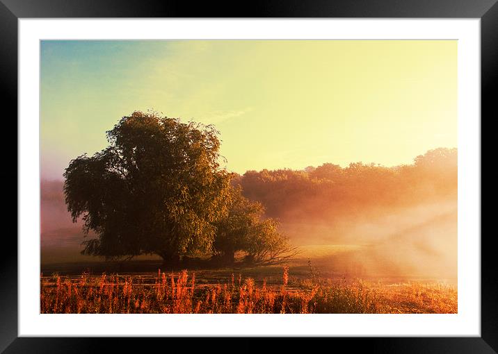 Early Morning Fog Framed Mounted Print by Dawn Cox