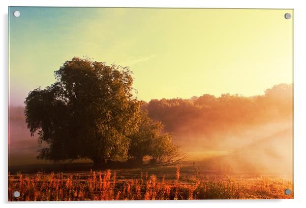 Early Morning Fog Acrylic by Dawn Cox