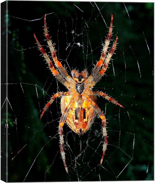 A Halloween spider Canvas Print by Gary Pearson