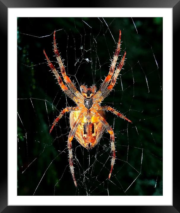 A Halloween spider Framed Mounted Print by Gary Pearson