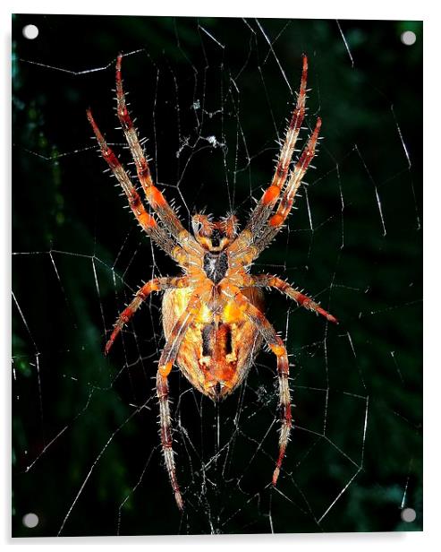A Halloween spider Acrylic by Gary Pearson