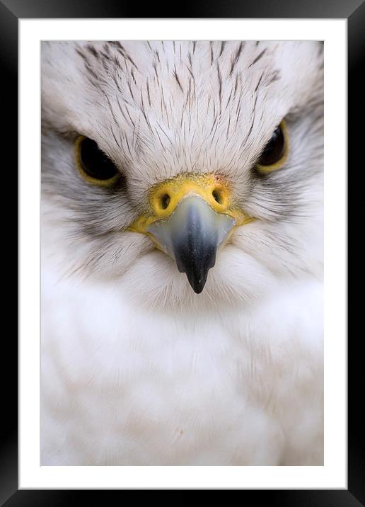 Close Encounter Framed Mounted Print by Richard Cooper-Knight