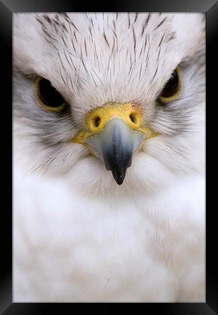 Close Encounter Framed Print by Richard Cooper-Knight