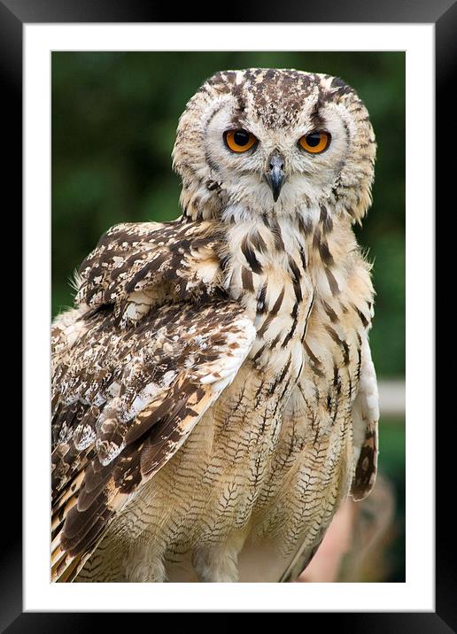 Owl Stare Framed Mounted Print by Richard Cooper-Knight