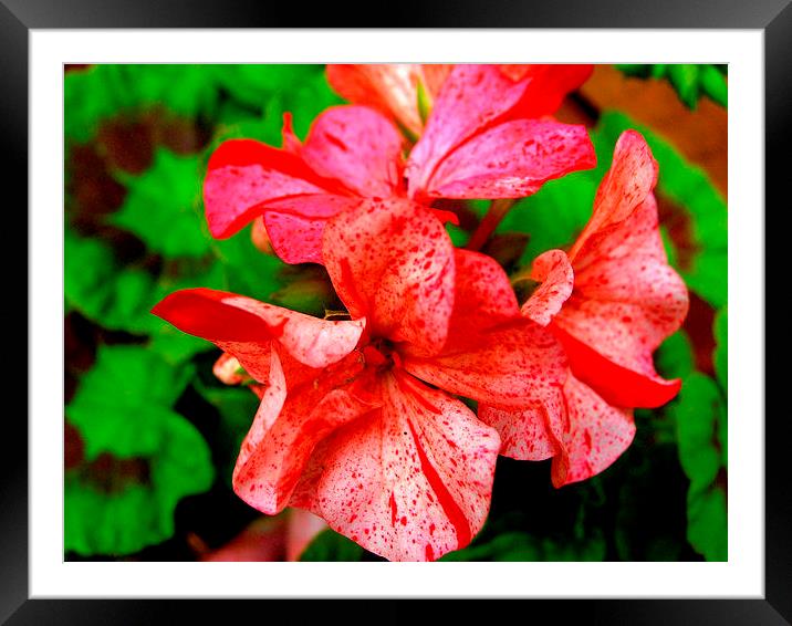 Red Spatter Pelargonium Framed Mounted Print by james richmond