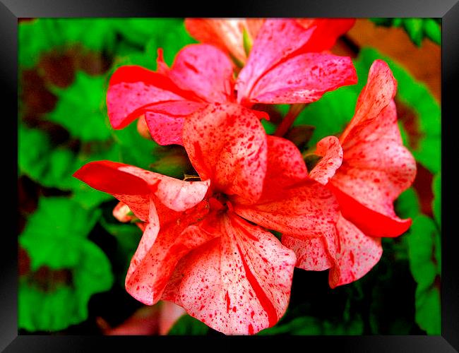 Red Spatter Pelargonium Framed Print by james richmond