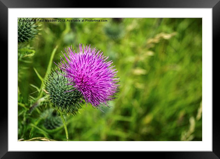 Pink Thistle Macro Framed Mounted Print by Paul Madden