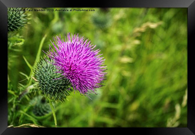 Pink Thistle Macro Framed Print by Paul Madden