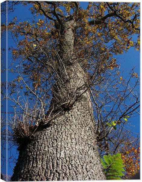 Looking Up a Tree Canvas Print by Ryan Harris