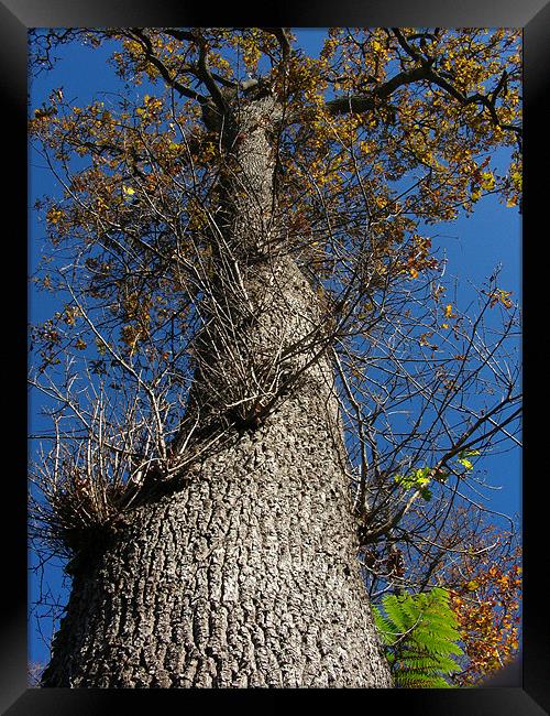 Looking Up a Tree Framed Print by Ryan Harris