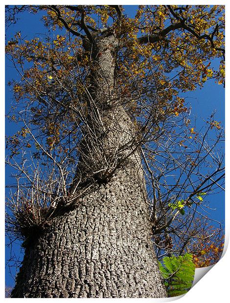 Looking Up a Tree Print by Ryan Harris