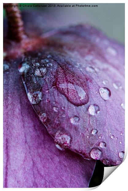 Drops on petals Print by Chiara Cattaruzzi