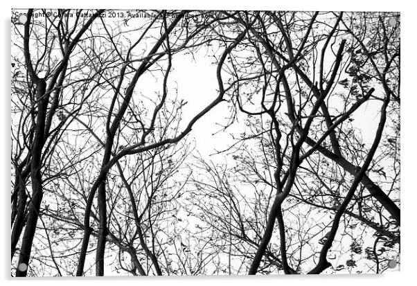 Winter trees Acrylic by Chiara Cattaruzzi