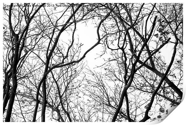Winter trees Print by Chiara Cattaruzzi