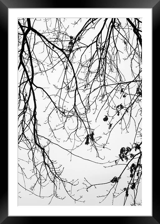 Winter trees Framed Mounted Print by Chiara Cattaruzzi