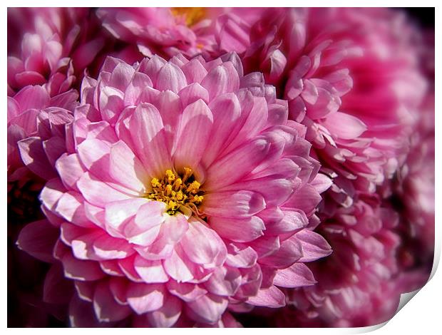Pink Asters Print by Mary Lane