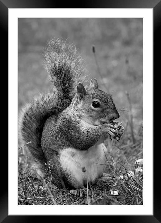 feeding squirrel mono Framed Mounted Print by Dean Messenger