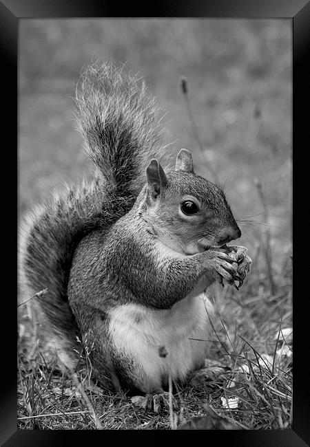 feeding squirrel mono Framed Print by Dean Messenger