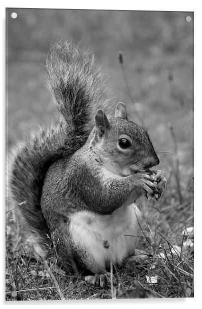 feeding squirrel mono Acrylic by Dean Messenger