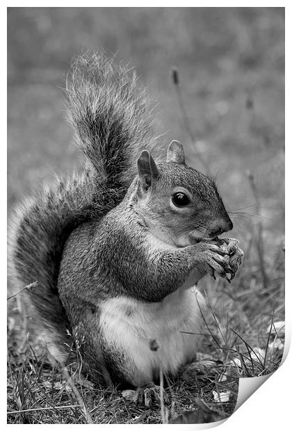 feeding squirrel mono Print by Dean Messenger