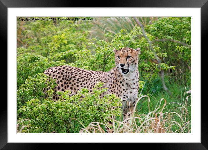 Cheetah 2 Framed Mounted Print by Alan Vant